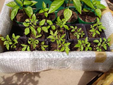 Tomato and pepper plants 10 weeks old