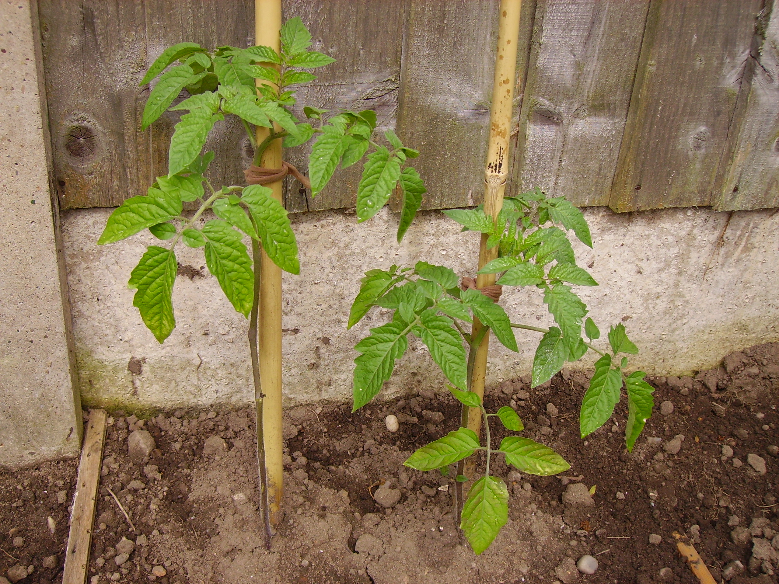 Tomato plant seedlings 10 weeks old